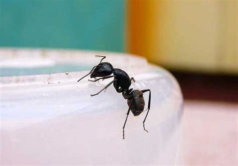 黑廁解決方法 為什麼家裡很多螞蟻